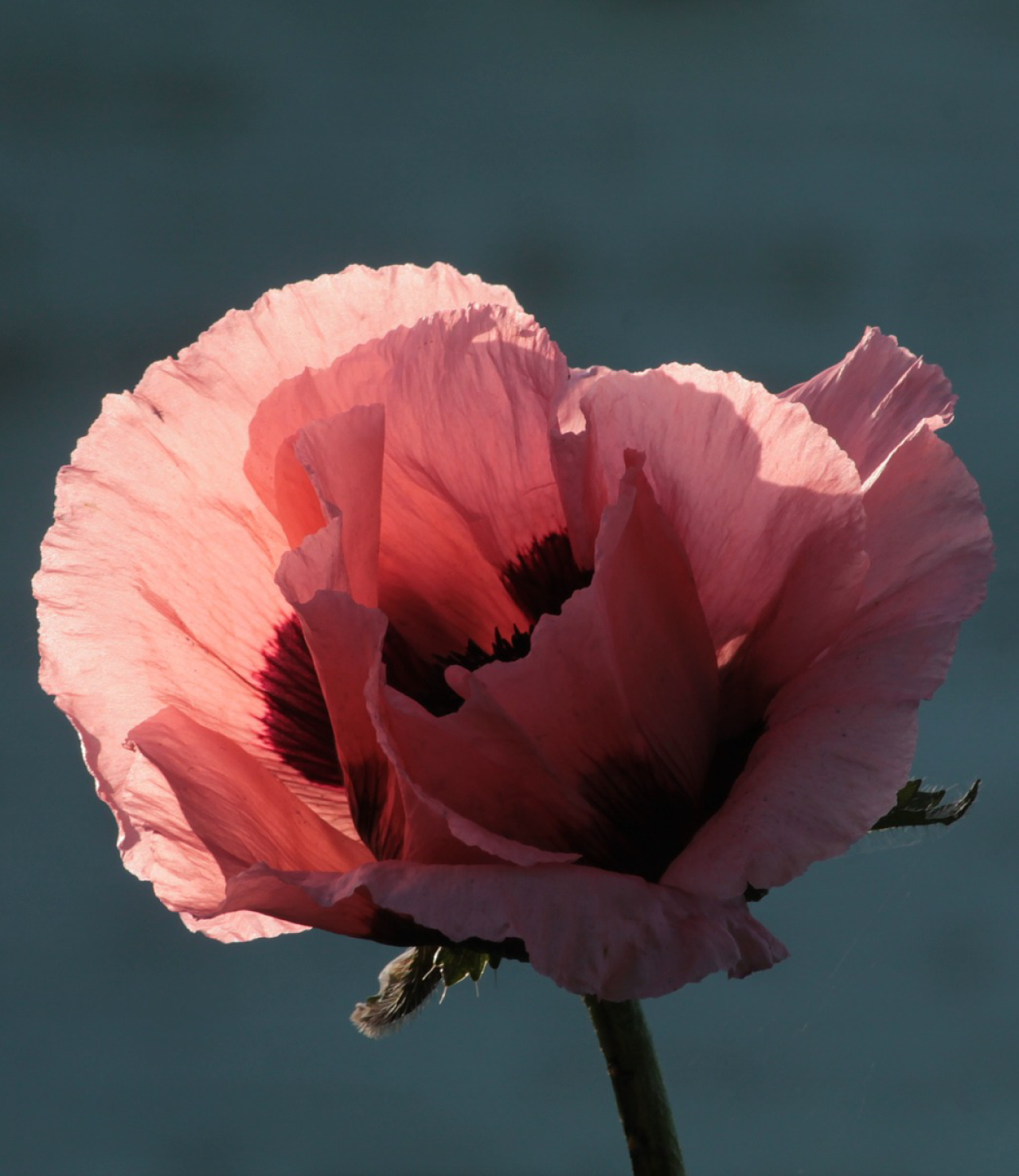 Cybele-Guichard-naturopathe-coaching-